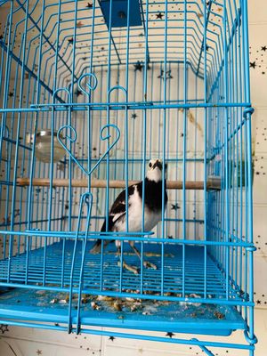chim cưỡng hơn 1 năm. thuần dạn hót suốt ngày. Mua bán Chim tại Thành phố Mỹ Tho Tiền Giang được đăng bởi NGUYỄN KHOA APPLE