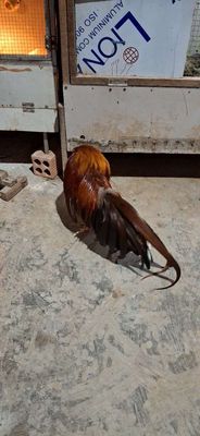 Gà Tân Châu 9tháng Gà From dág ok 1tr2 cho ae cần. Mua bán Gà tại Huyện Chợ Mới An Giang được đăng bởi Thành Hơn