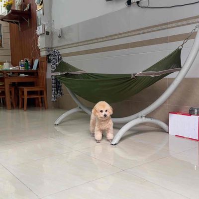 Chó Poodle kem 7 tháng