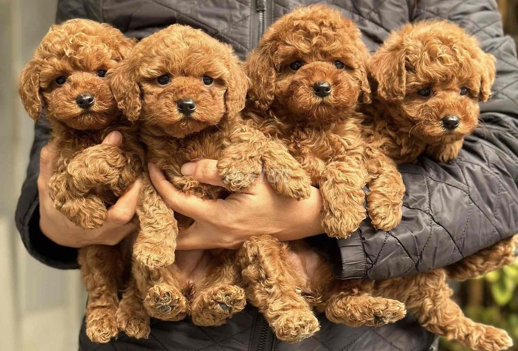 chó poodlle nâu siêu cute thuần chủng 🥰. Mua bán Chó tại Huyện Bình Chánh Tp Hồ Chí Minh được đăng bởi mini pet house sài gòn hình 1