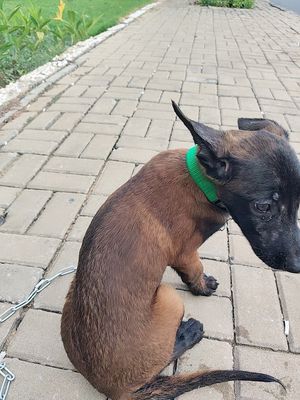 Chó Malinois Cái Nâu đen Đã tiêm 2 mũi