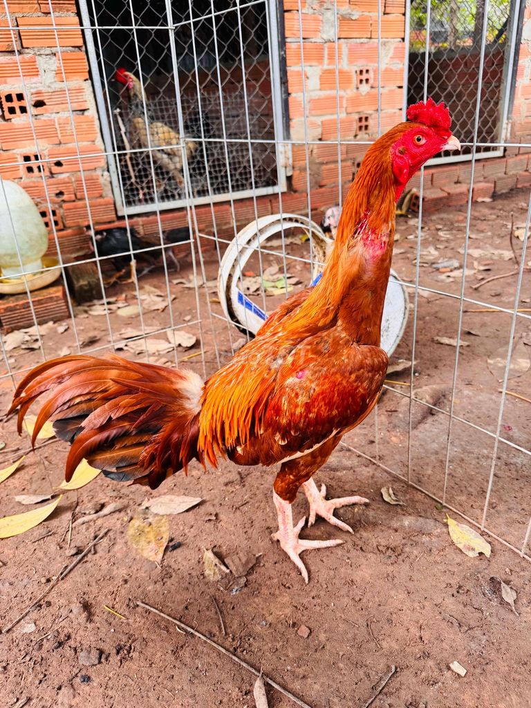 Khét chân trắng , mỏ trắng mới tách bầy , hiện 2k3