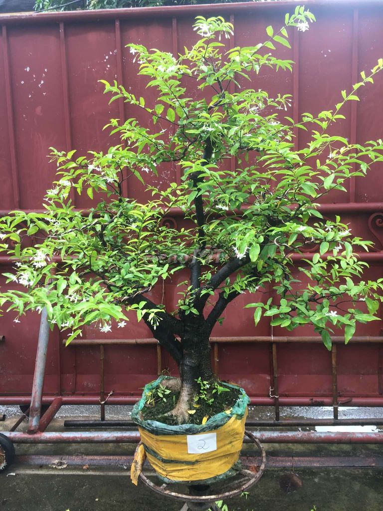 Cây cảnh Mai Chiếu Thủy Da Đen gốc lớn. Mua bán Cây cảnh, đồ trang trí tại Huyện Ý Yên Nam Định được đăng bởi Đinh Cúc hình 1