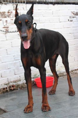 Chó Doberman 40kg đực 1 tuổi