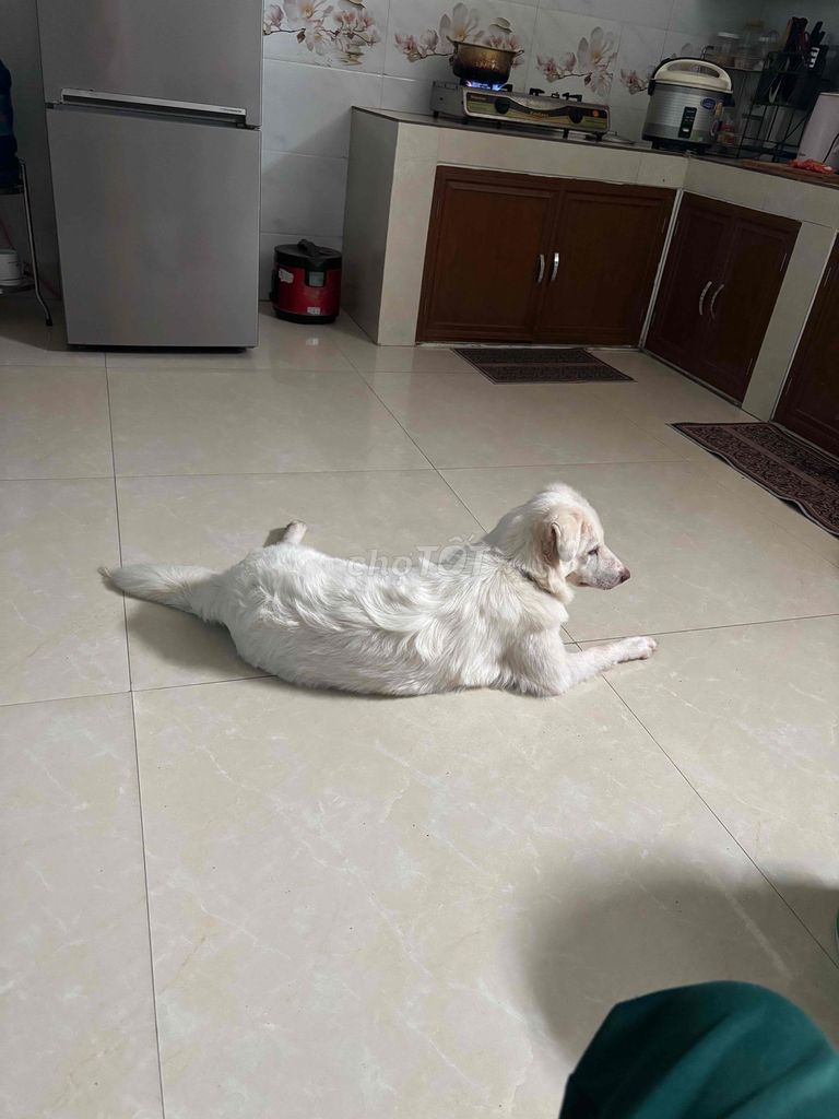 Bán e tuyết trắng