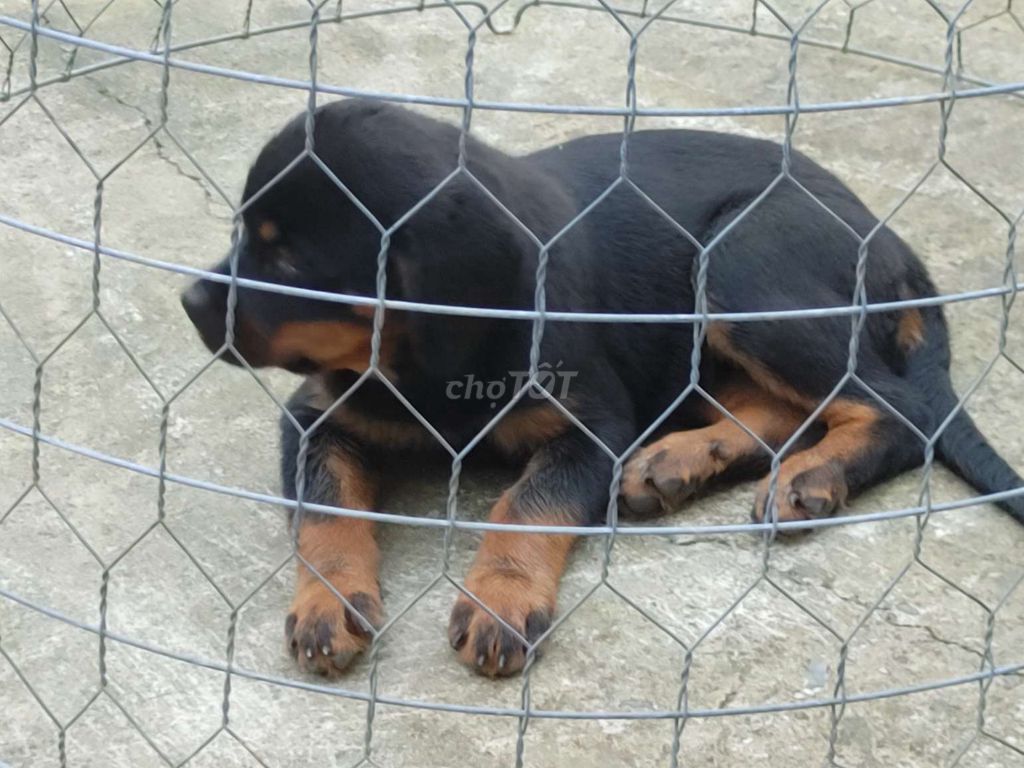BD. .Rottweiler Thuần. Mua bán Chó tại Thành phố Thủ Dầu Một Bình Dương được đăng bởi Nhân Rottweiler  hình 5