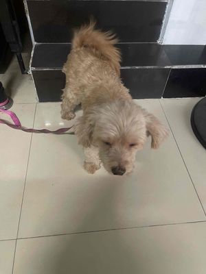 Chó Nhật 6kg 8 năm neo ko có người chăm sóc