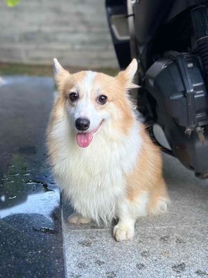 CORGI CÁI 1,5 TUỔI