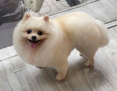 Dịch vụ tắm cắt tỉa lông chó Gò Vấp