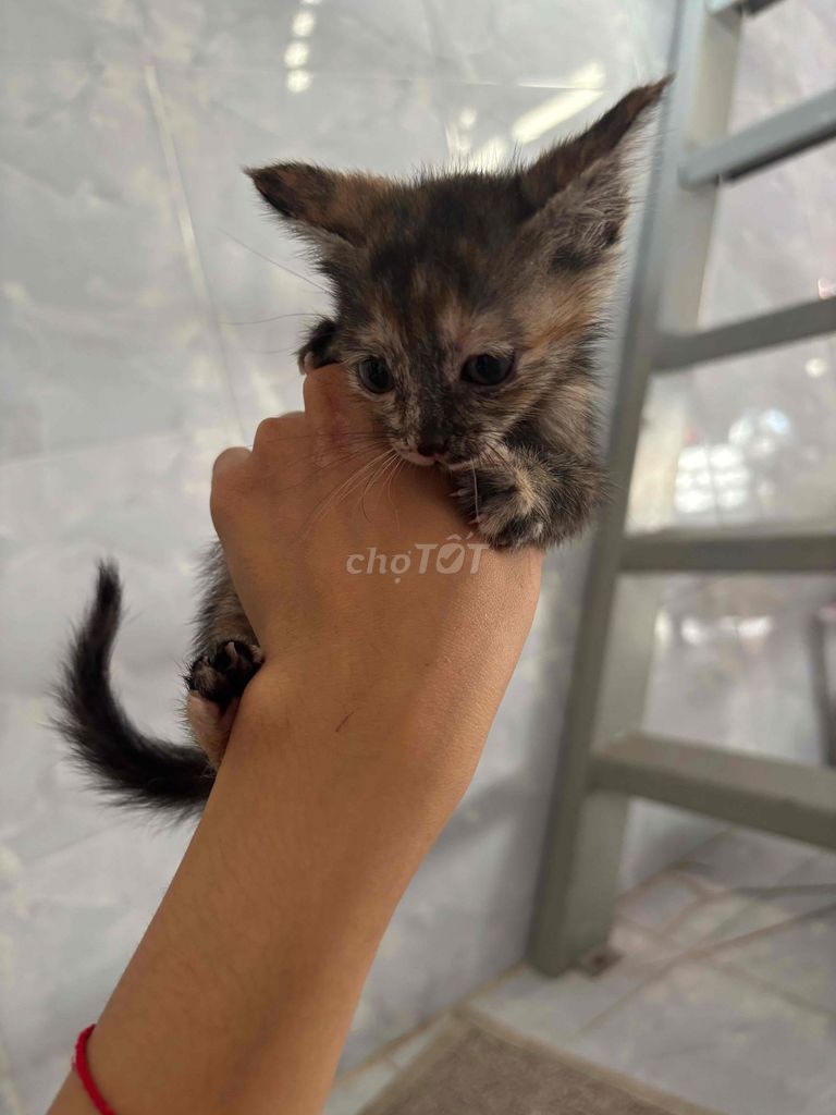 Mèo con 1 tháng tuổi. Mua bán Mèo tại Thành phố Trà Vinh Trà Vinh được đăng bởi Phương Trinh hình 1