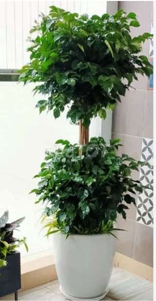 Chậu 💜và cây Hạnh Phúc lá xanh💚, 2 tầngsiêu đẹp