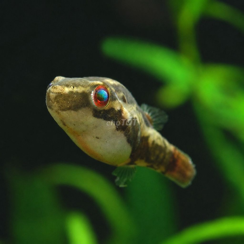Cá Nóc Mắt Đỏ (Carinotetraodon lorteti). Mua bán Thú cưng khác tại Thành phố Thủ Dầu Một Bình Dương được đăng bởi Nhà Cá Nóc hình 1