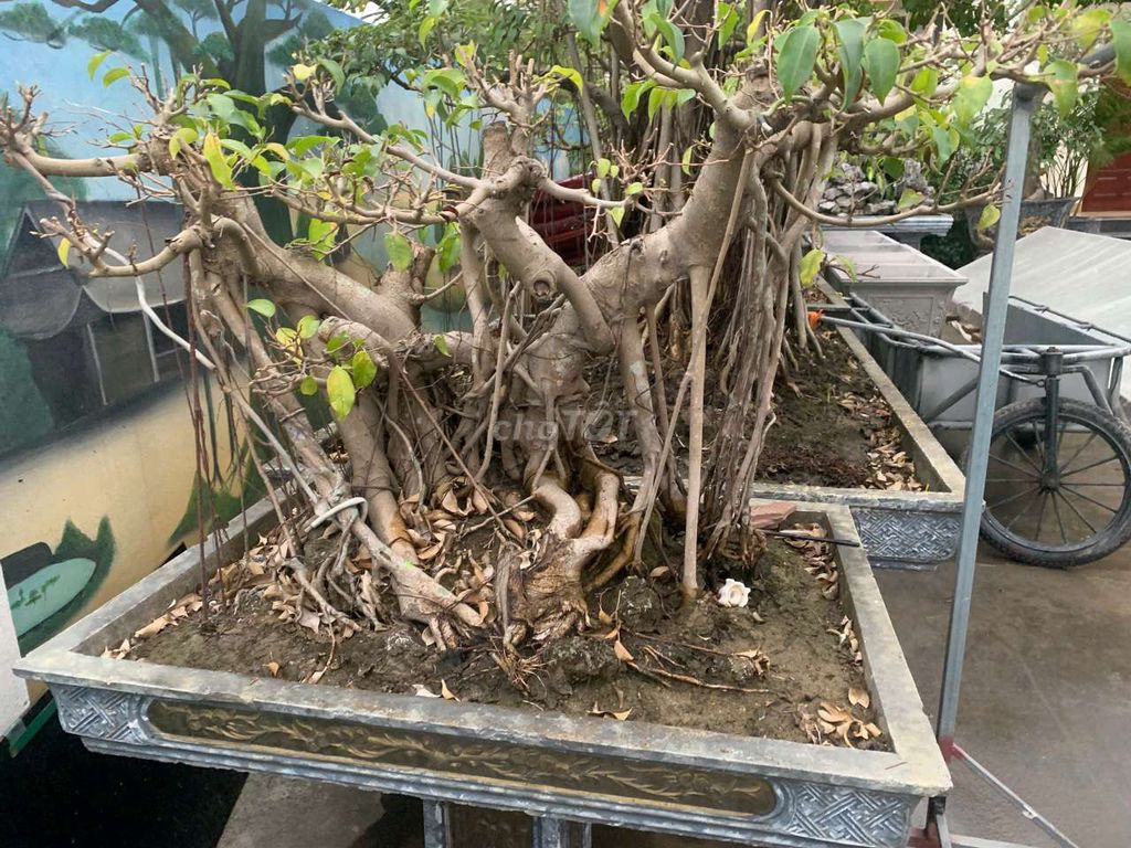 Cây sanh 17 năm. Mua bán Cây cảnh, đồ trang trí tại Huyện An Lão Hải Phòng được đăng bởi tuấn hình 1