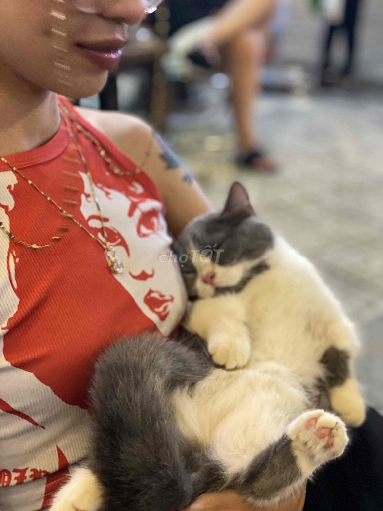 Mèo Cái Bicolor. Mua bán Mèo tại Quận 5 Tp Hồ Chí Minh được đăng bởi tô hình 1