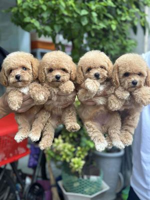 poodle tiny. Mua bán Chó tại Quận Tân Bình Tp Hồ Chí Minh được đăng bởi Minh vương