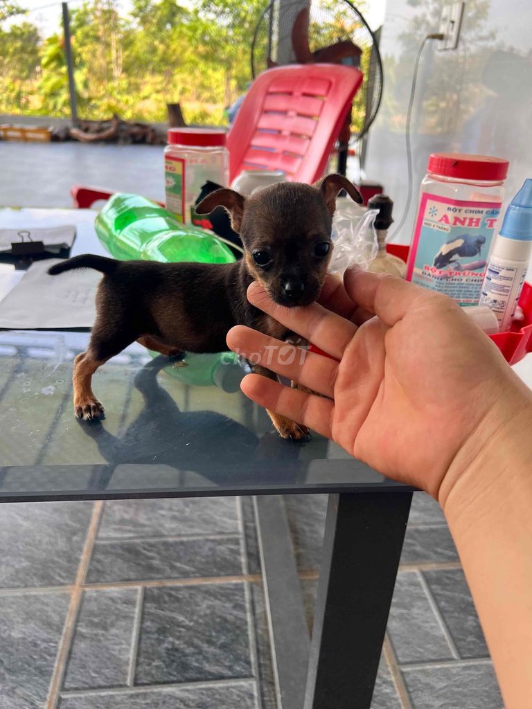Chó Phốc mini Nâu đen 40 ngày tuổi. Mua bán Chó tại Huyện Ea Súp Đắk Lắk được đăng bởi bắc hình 1