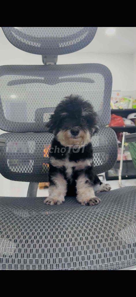 Tìm chủ cho cặp poodle như ảnh. Mua bán Chó tại Thành phố Tây Ninh Tây Ninh được đăng bởi Duy hình 2