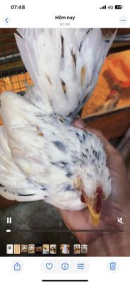 mái bông trắng, ko tật lỗi, đẻ 1lứa mới tách con. Mua bán Gà tại Huyện Hóc Môn Tp Hồ Chí Minh được đăng bởi SERAMA Nguyễn Lành