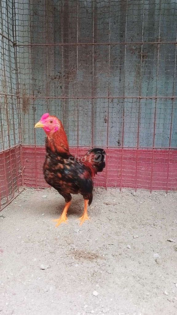 Gà tre trống bắc cộc tít đẹp rực rỡ . Mua bán Gà tại Huyện Đông Anh Hà Nội được đăng bởi Trại Gà Tre Gà Chọi Hà Nội hình 1