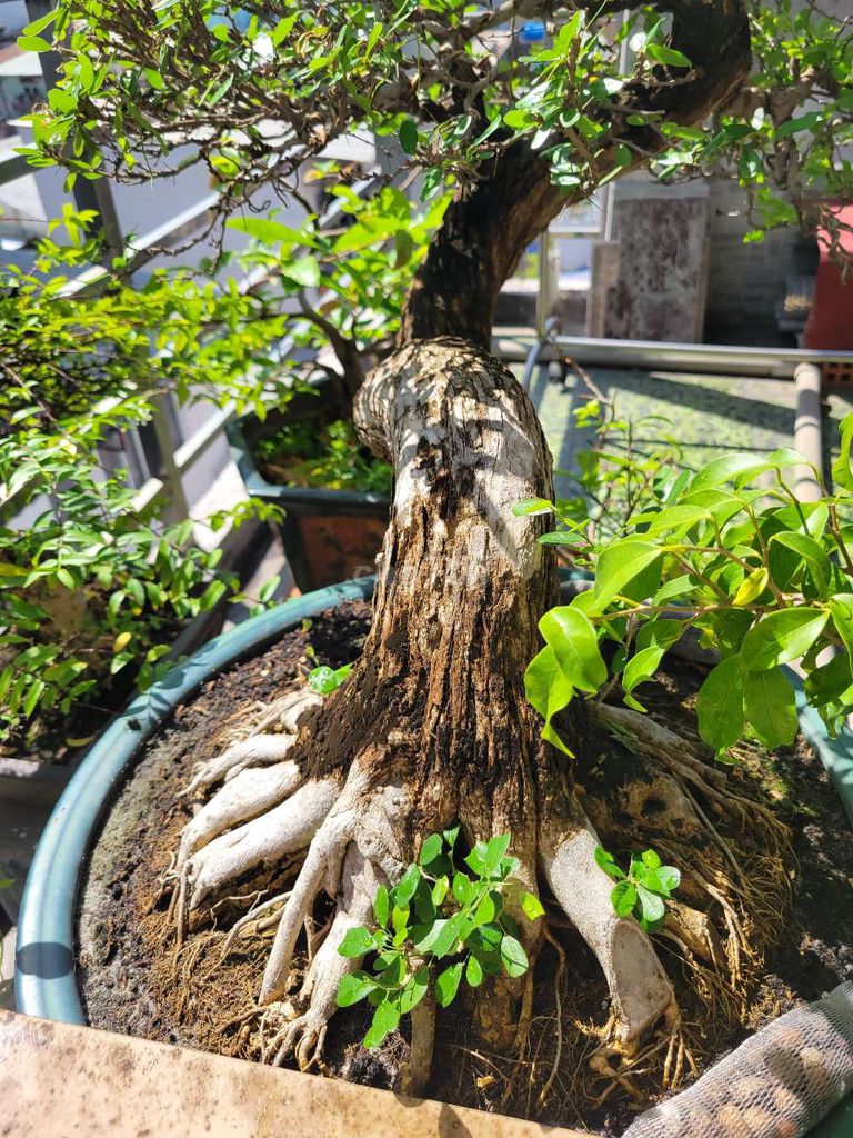 Bonsai linh sam sông hinh