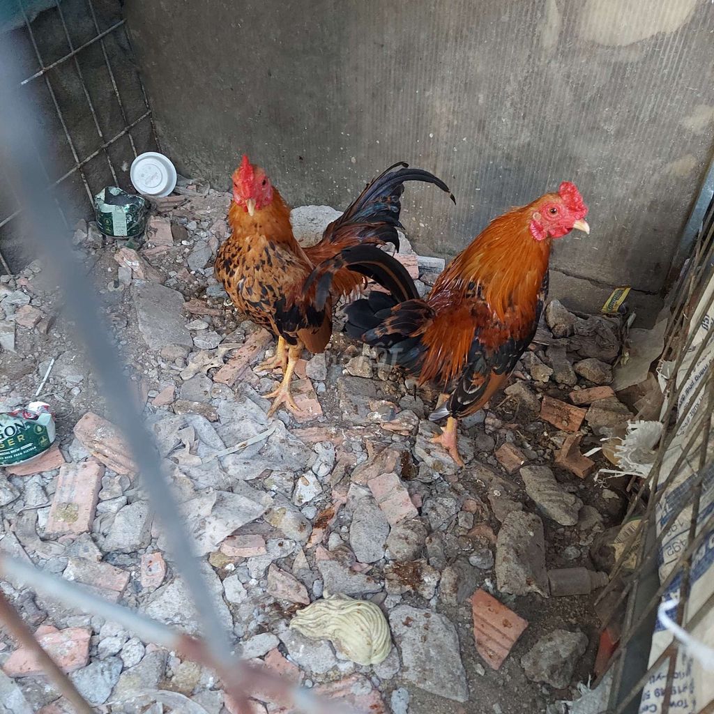 Gà tre bắc. Mua bán Gà tại Quận 7 Tp Hồ Chí Minh được đăng bởi Anh Tuấn  hình 1