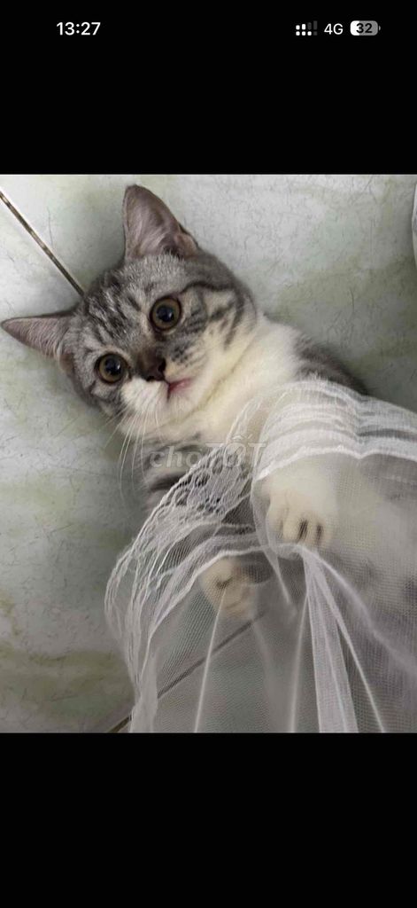 Mèo Munchkin chân ngắn Tabby mèo nhà đẻ. Mua bán Mèo tại Quận 12 Tp Hồ Chí Minh được đăng bởi Lê Văn Tèo hình 1