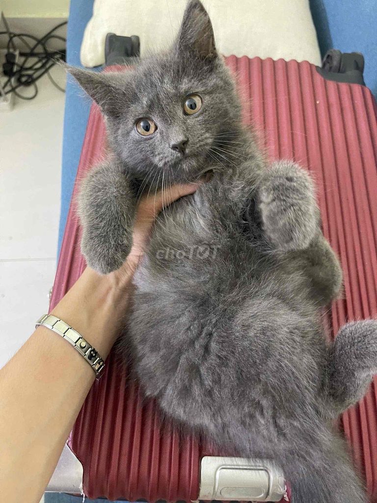 mèo anh dướ 3 tháng tuổi xinh yêu nhà nuôi