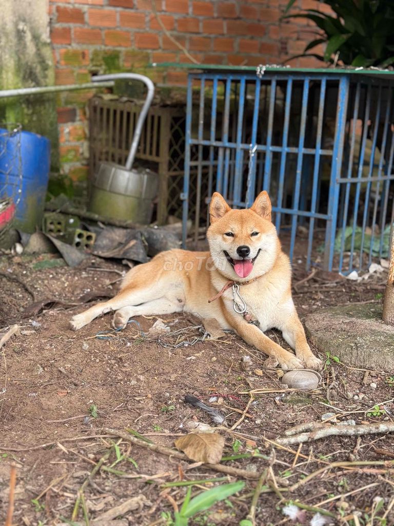 chó shiba inu