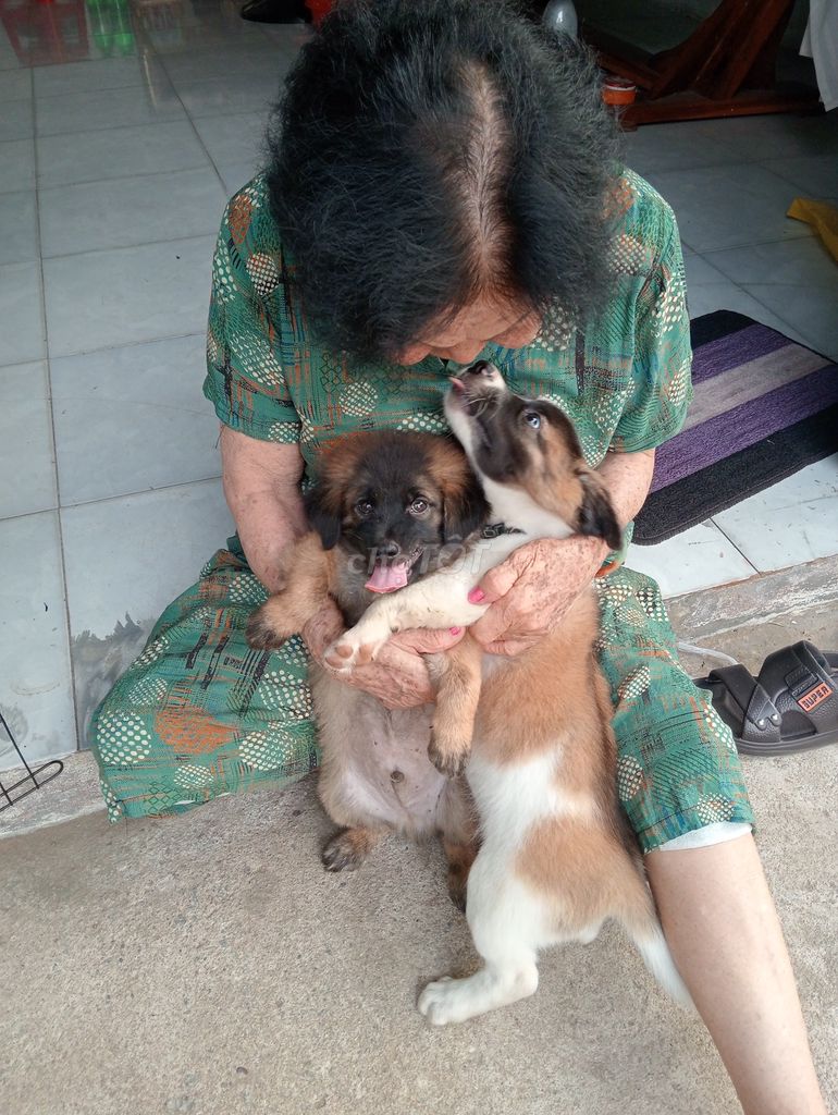 Chó con Nâu, trắng, đen. Mua bán Chó tại Thành phố Rạch Giá Kiên Giang được đăng bởi Linh Tran hình 1