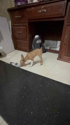 Chó Phốc Cái Nâu pha trắng đã tiêm phòng