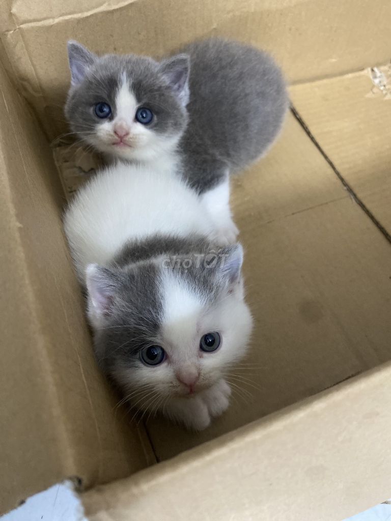 Mèo Anh lông ngắn. Mua bán Mèo tại Thành phố Hải Dương Hải Dương được đăng bởi Boo Pet Family hình 1