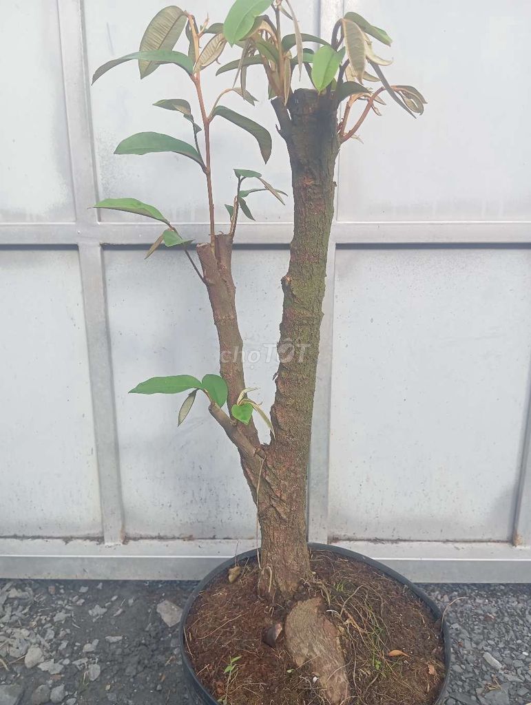 Cây Vú sữa Lò Rèn cao 50cm. Mua bán Cây cảnh, đồ trang trí tại Huyện Củ Chi Tp Hồ Chí Minh được đăng bởi Cây kiểng giá rẻ LT1 hình 1