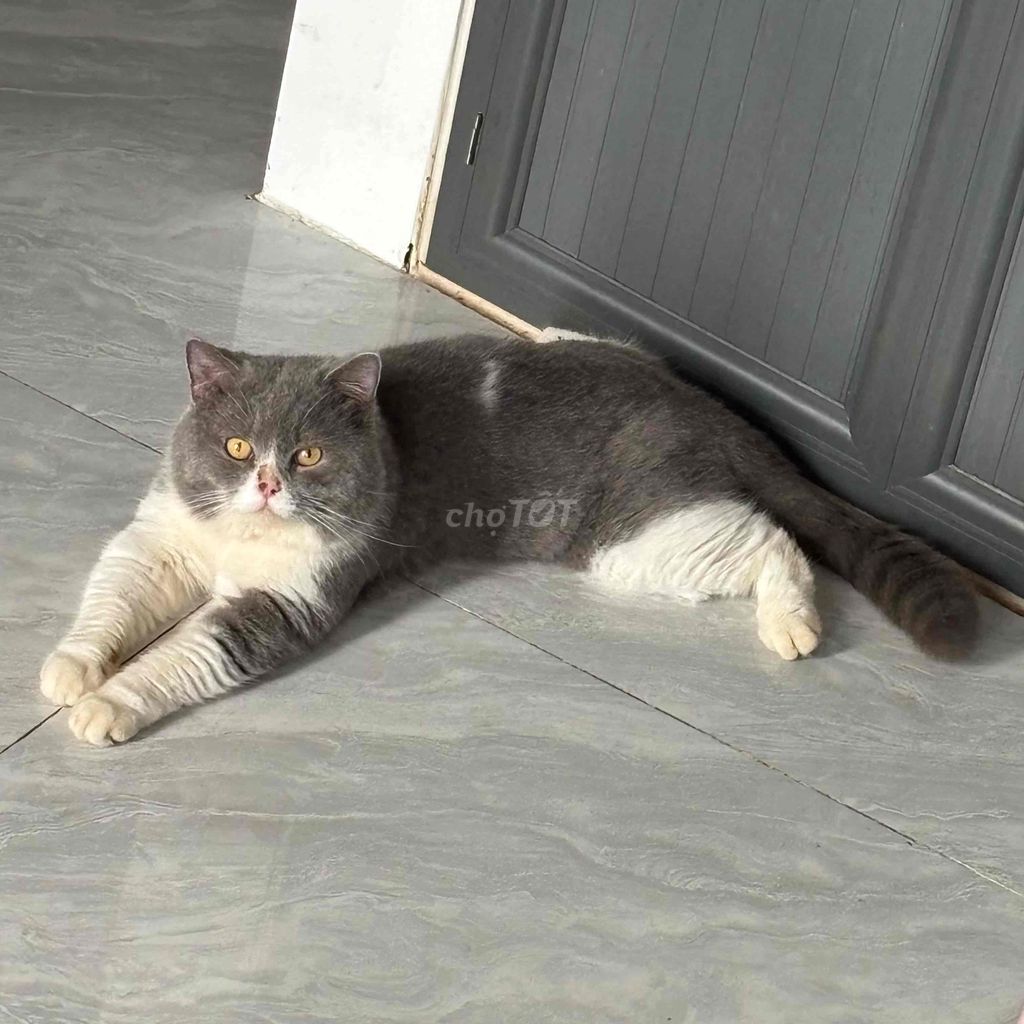 ĐỰC BICOLOR NHẬN PHỐI. Mua bán Mèo tại Quận 8 Tp Hồ Chí Minh được đăng bởi Zoey hình 1