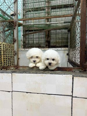 Chó Bichon Frise trắng con đã tiêm