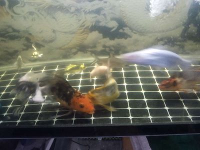 Thanh lý chép phụng 2x. Mua bán Thú cưng khác tại Quận Gò Vấp Tp Hồ Chí Minh được đăng bởi Hồng Phong Lê
