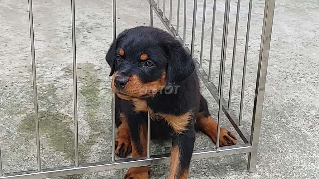 Chó Rottweiler.TALA..