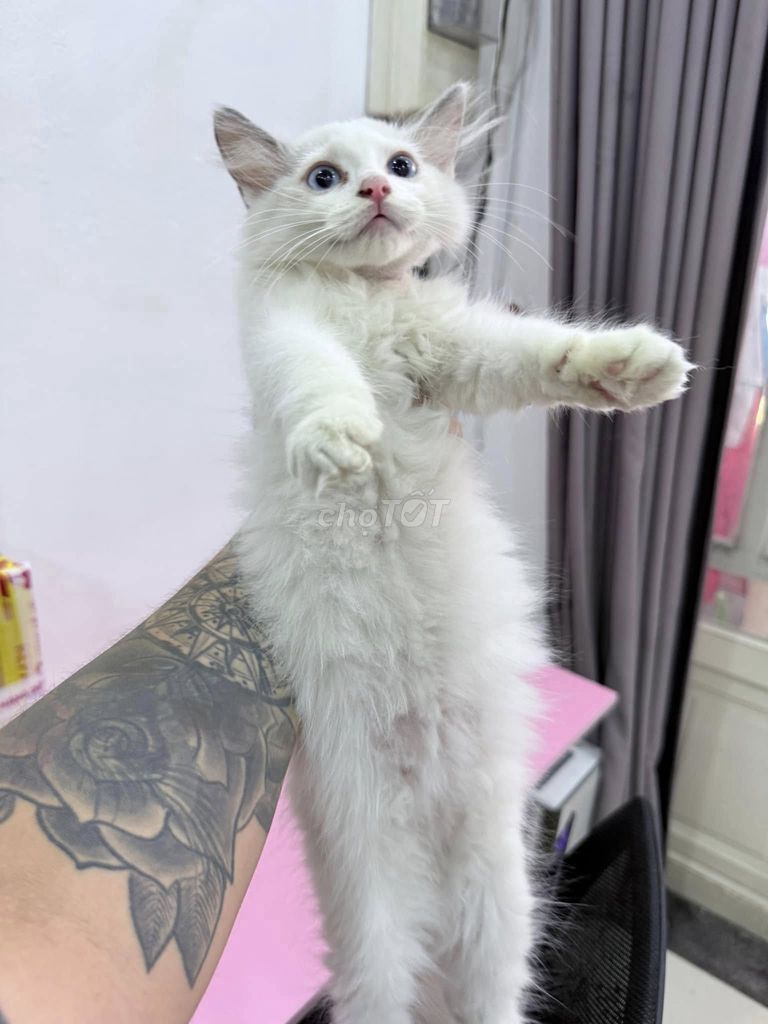 Bé ragdoll cái 3 tháng tuổi