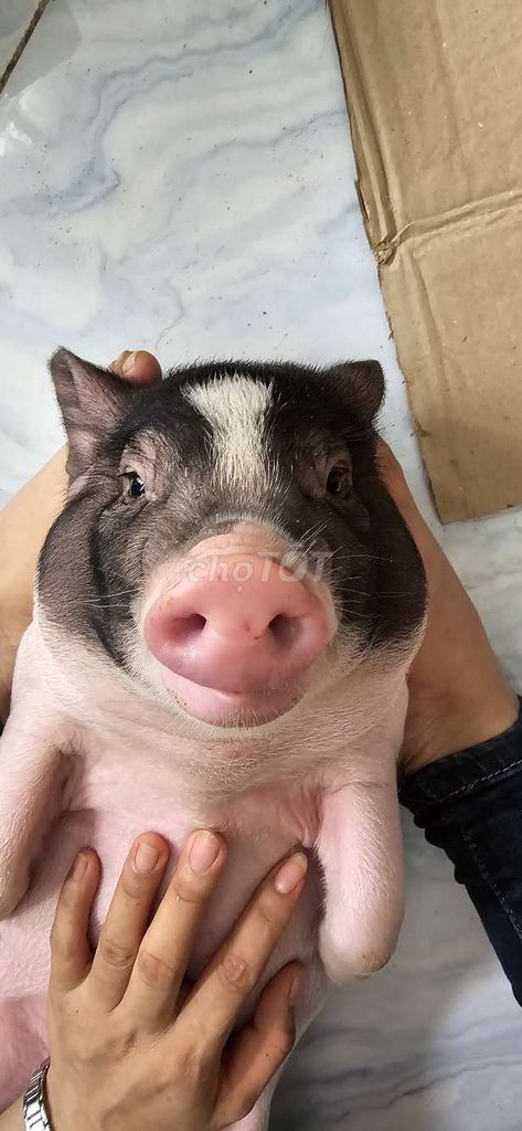 Heo mọi tặng chó