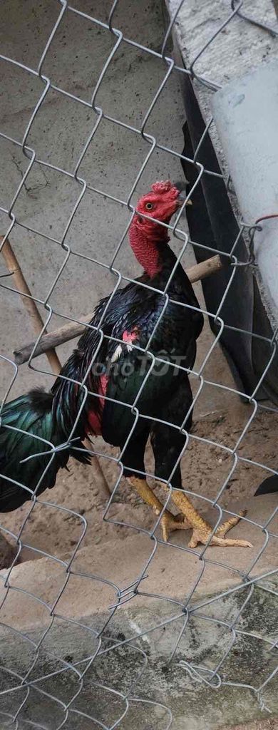 Gà chọi ô ớt thay lông. đá bụng. Mua bán Gà tại Quận 12 Tp Hồ Chí Minh được đăng bởi soffa sg hình 1