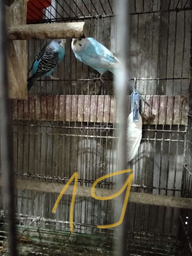 Chim yến phụng sinh sản . Mua bán Chim tại Quận Gò Vấp Tp Hồ Chí Minh được đăng bởi Ben hình 1