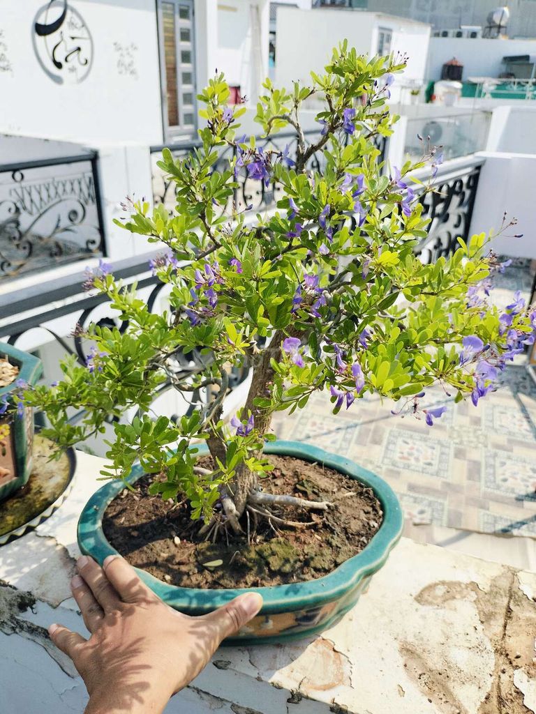 Chậu bonsai linh sam hoa tím