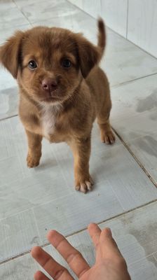 Chó con cần tìm nhà mới