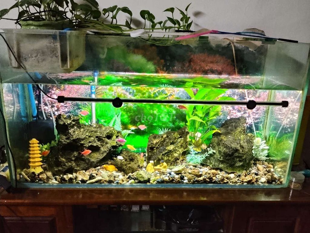 Bể cá cảnh Kính 1m Hà Nội. Mua bán Phụ kiện, Thức ăn, Dịch vụ tại Quận Hoàn Kiếm Hà Nội được đăng bởi phan hữu hung  hình 1