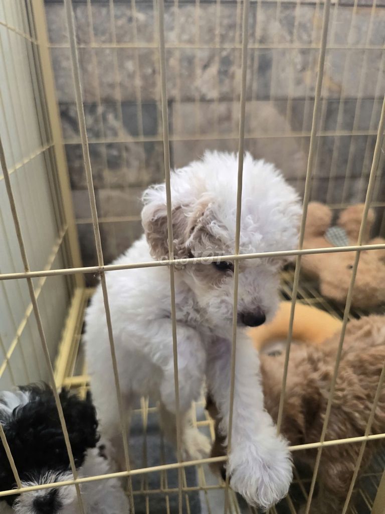 Chó Poodle 1,5 tháng tuổi. Mua bán Chó tại Quận Phú Nhuận Tp Hồ Chí Minh được đăng bởi Thanh Quan Nguyen hình 1