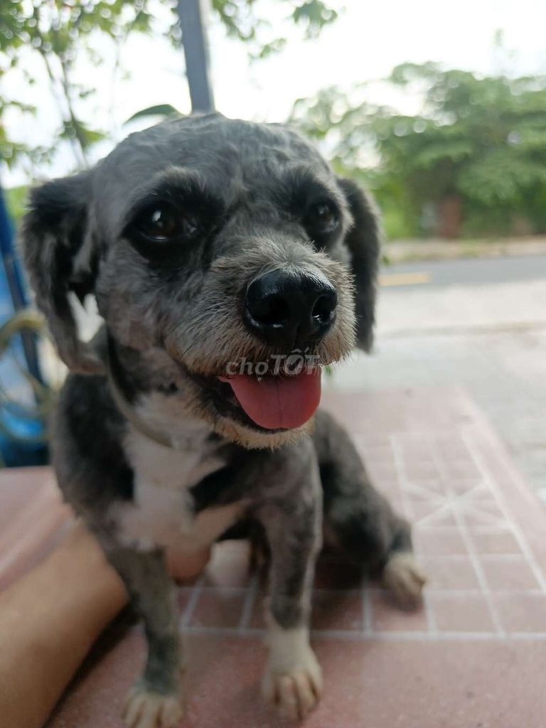 Poodle xám khói 6,3kg tìm chủ yêu thương ❤. Mua bán Chó tại Quận Cái Răng Cần Thơ được đăng bởi Cần Thơ  hình 1