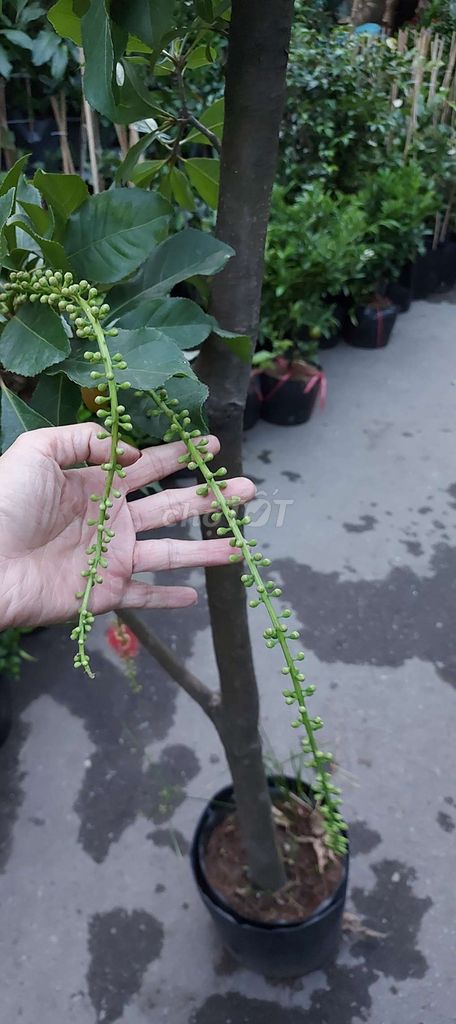 Cây❤️ lộc vừng ❤️hoa đỏ❤️. Mua bán Cây cảnh, đồ trang trí tại Quận Gò Vấp Tp Hồ Chí Minh được đăng bởi Tô Kem  hình 1