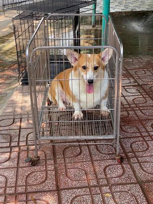 corgi cái ss 1 lứa