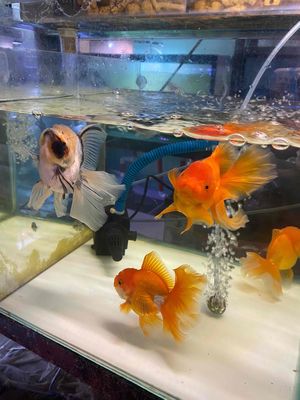 Cá vàng Oranda Indonesia 4 ngón