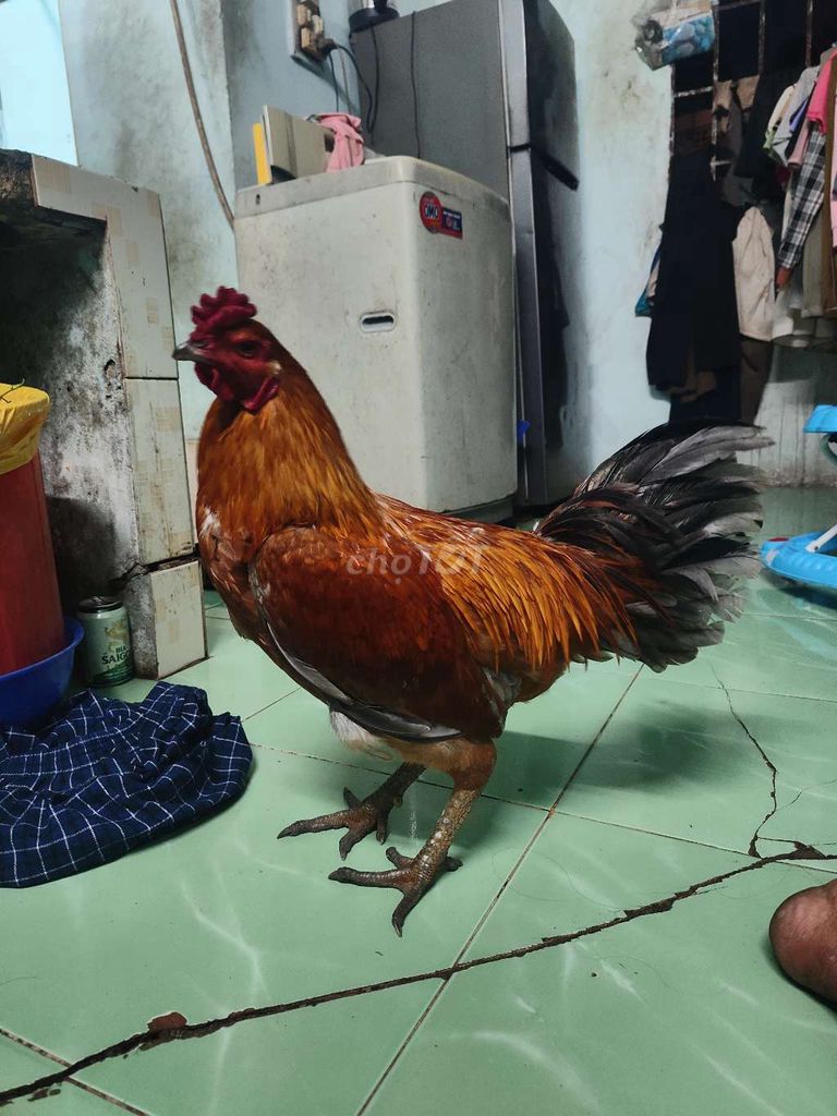 Bán dùm ông anh 2k9 600k