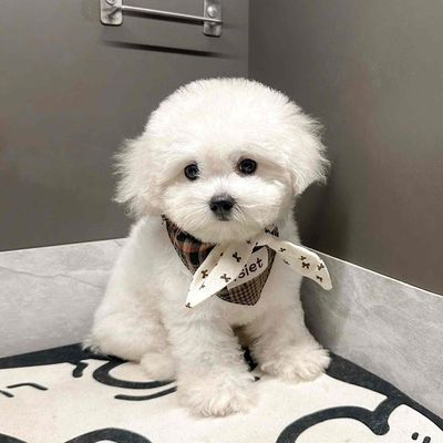 Chó Bichon cái 2.5 tháng Trắng